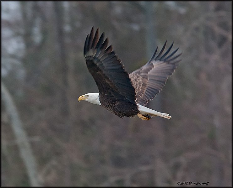 _2SB9173 american bald eagle.jpg